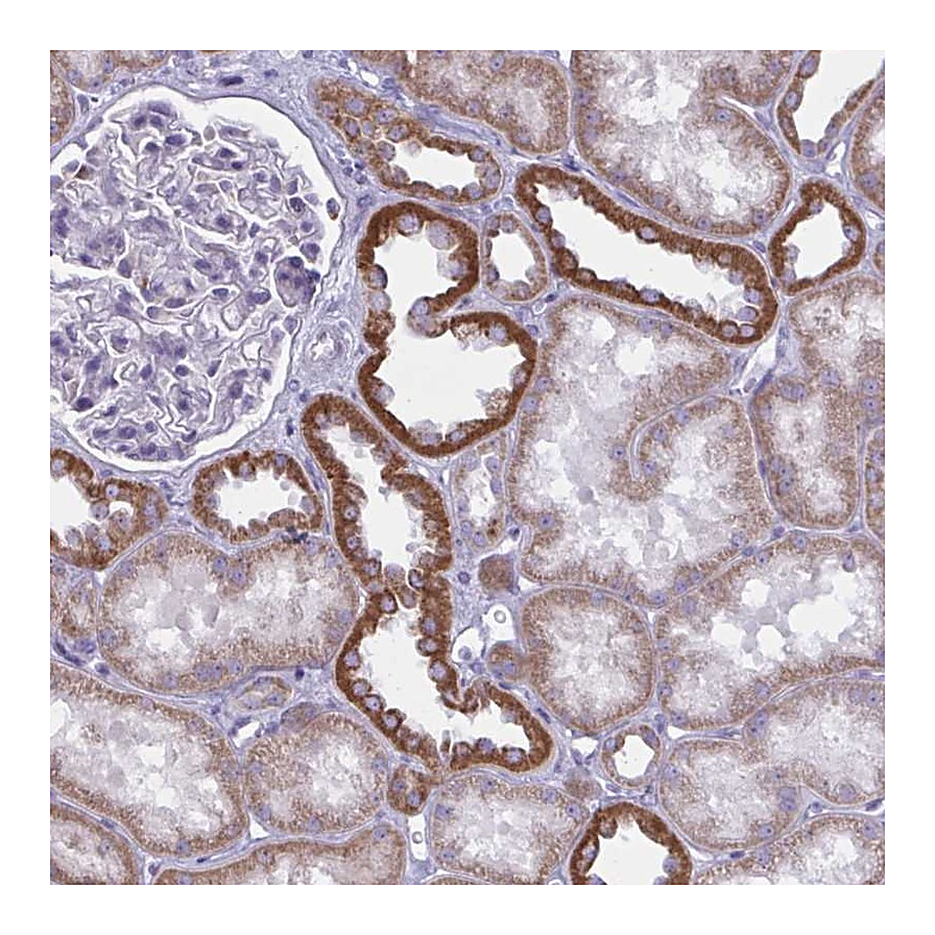 Atlas Antibodies Anti-ATG9A Antibody