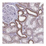 Atlas Antibodies Anti-ATG9A Antibody