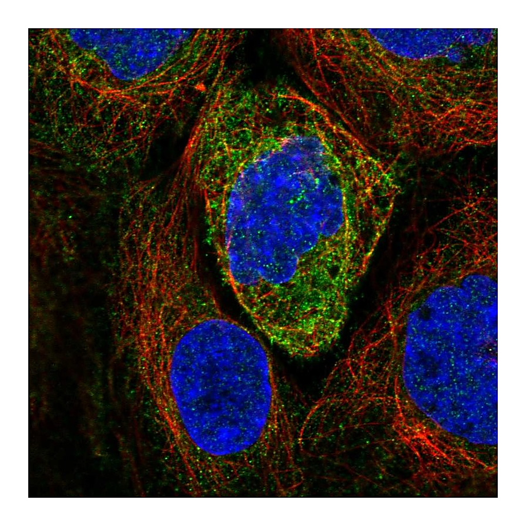 Atlas Antibodies Anti-ATL2 Antibody