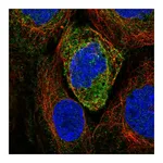 Atlas Antibodies Anti-ATL2 Antibody