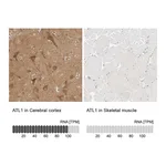 Atlas Antibodies Anti-ATL1 Antibody
