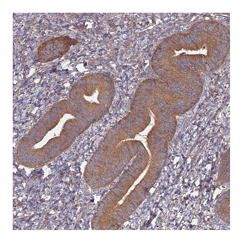 Atlas Antibodies Anti-ATG5 Antibody