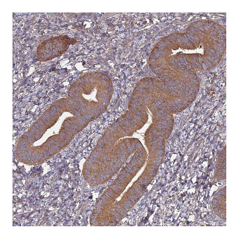 Atlas Antibodies Anti-ATG5 Antibody
