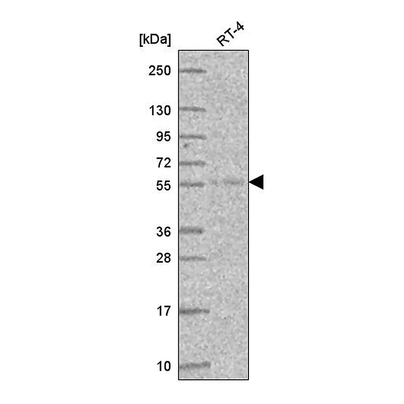 Atlas Antibodies Anti-ATL3 Antibody