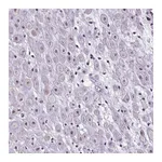 Atlas Antibodies Anti-ATMIN Antibody