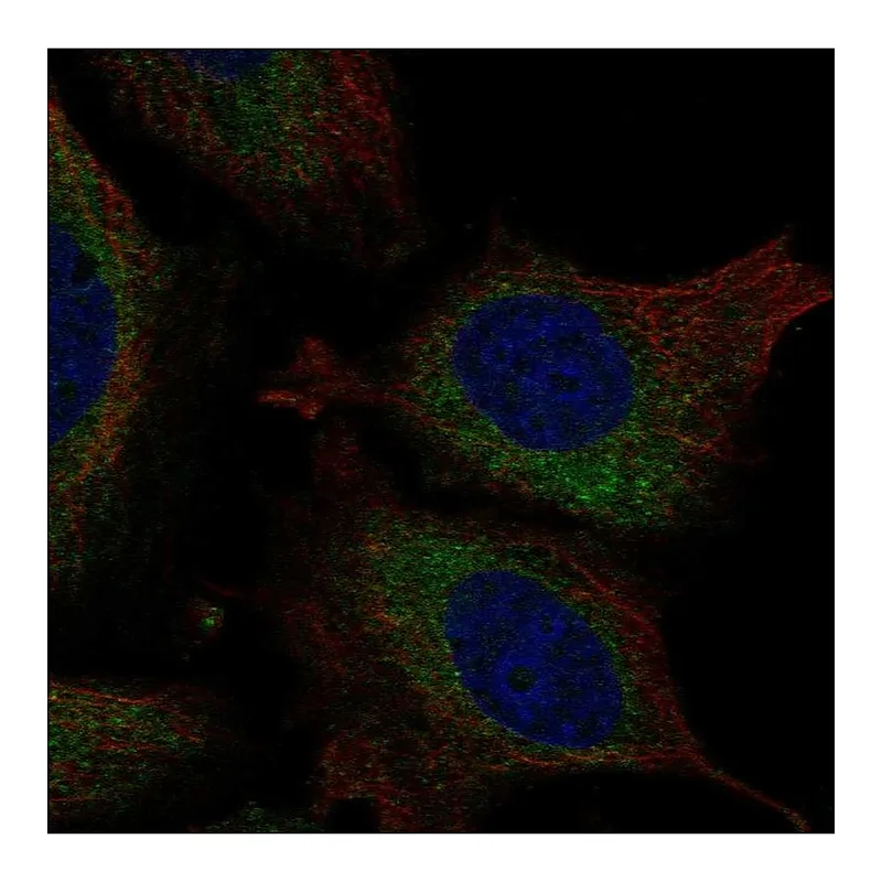 Atlas Antibodies Anti-ATL3 Antibody