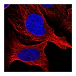 Atlas Antibodies Anti-ATMIN Antibody