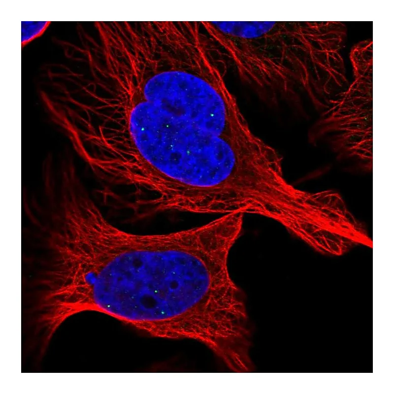 Atlas Antibodies Anti-ATMIN Antibody