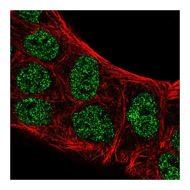 Atlas Antibodies Anti-ATOH8 Antibody