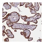 Atlas Antibodies Anti-ATP10D Antibody