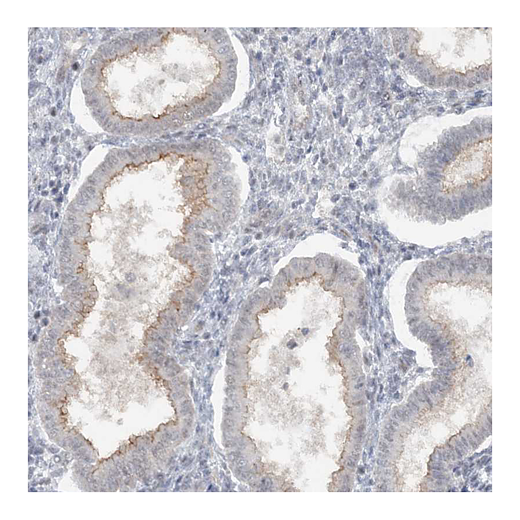 Atlas Antibodies Anti-ATP11A Antibody