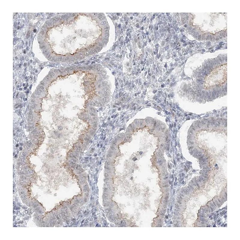 Atlas Antibodies Anti-ATP11A Antibody