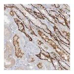 Atlas Antibodies Anti-ATP11A Antibody