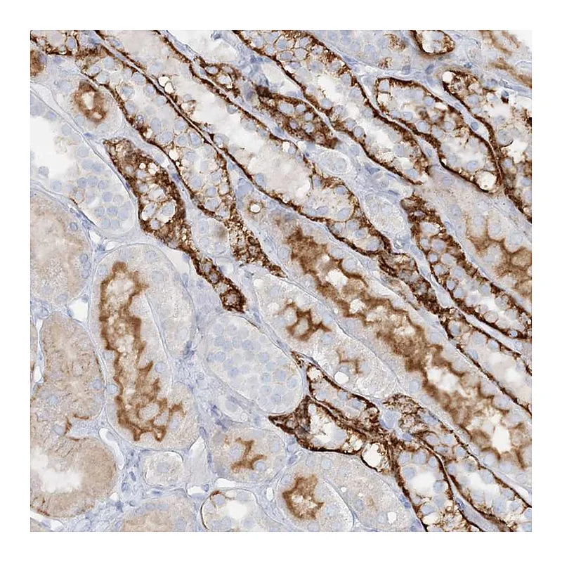 Atlas Antibodies Anti-ATP11A Antibody