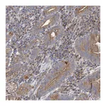 Atlas Antibodies Anti-ATP11B Antibody