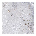 Atlas Antibodies Anti-ATP13A1 Antibody