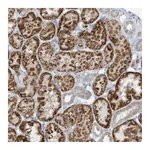 Atlas Antibodies Anti-ATP13A5 Antibody
