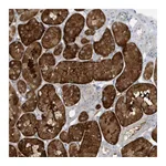 Atlas Antibodies Anti-ATP13A5 Antibody
