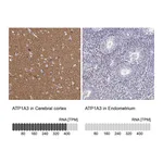 Atlas Antibodies Anti-ATP1A3 Antibody