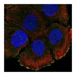 Atlas Antibodies Anti-ATP2C2 Antibody