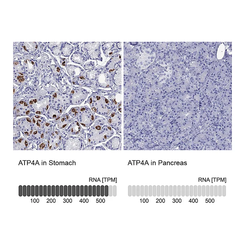 Atlas Antibodies Anti-ATP4A Antibody