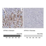 Atlas Antibodies Anti-ATP4A Antibody