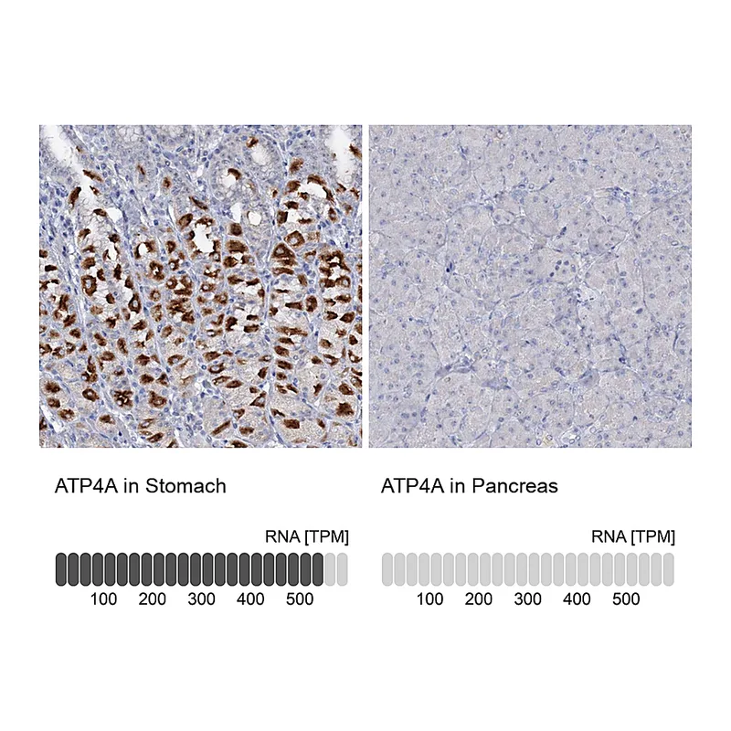 Atlas Antibodies Anti-ATP4A Antibody
