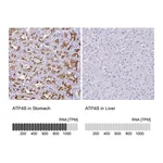Atlas Antibodies Anti-ATP4B Antibody
