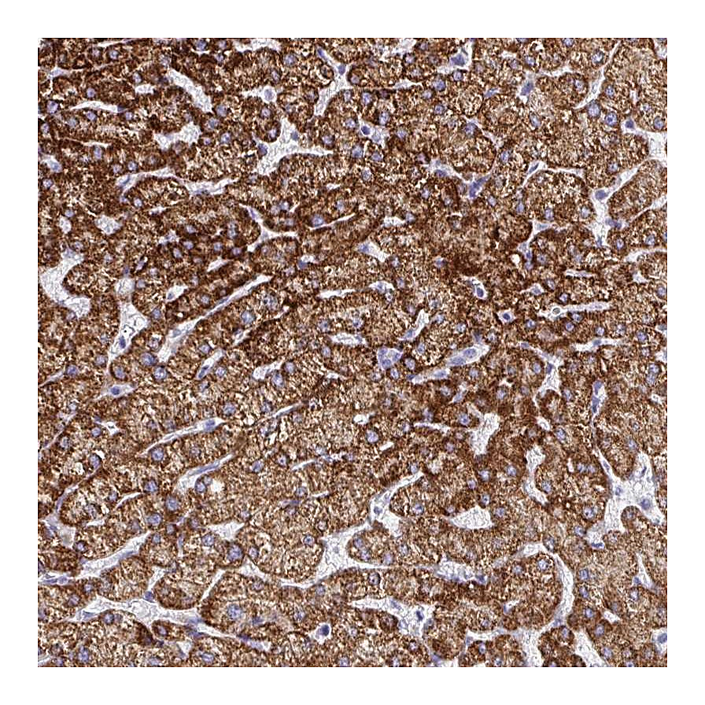 Atlas Antibodies Anti-ATP5C1 Antibody