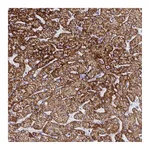 Atlas Antibodies Anti-ATP5C1 Antibody