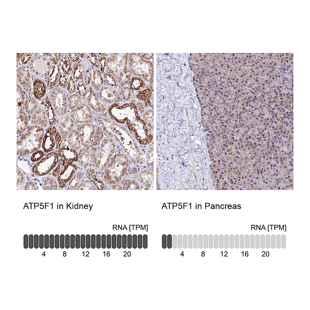 Atlas Antibodies Anti-ATP5F1 Antibody