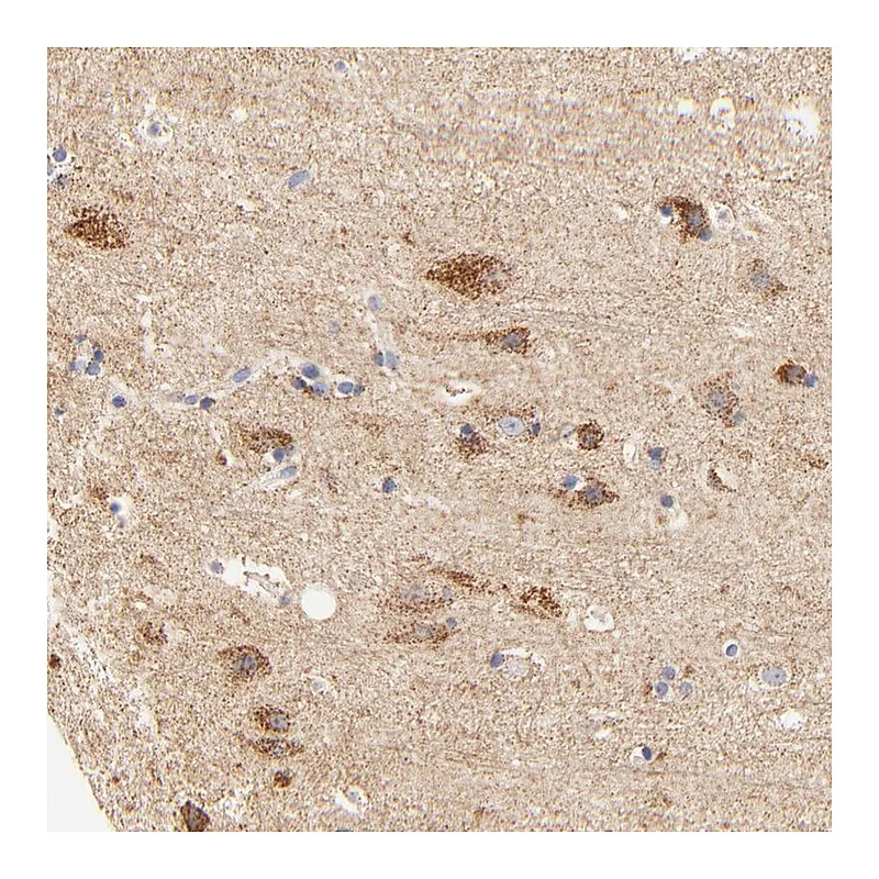 Atlas Antibodies Anti-ATP5D Antibody
