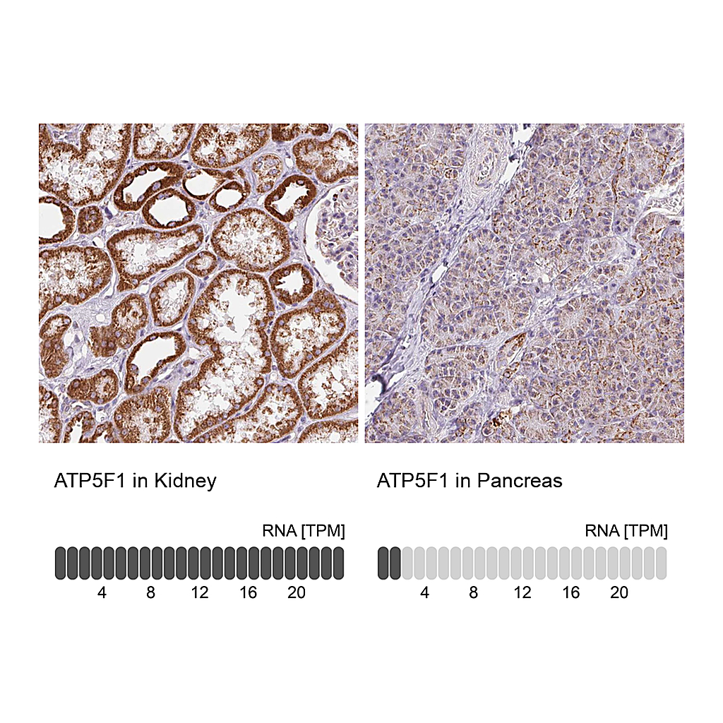 Atlas Antibodies Anti-ATP5F1 Antibody
