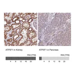 Atlas Antibodies Anti-ATP5F1 Antibody