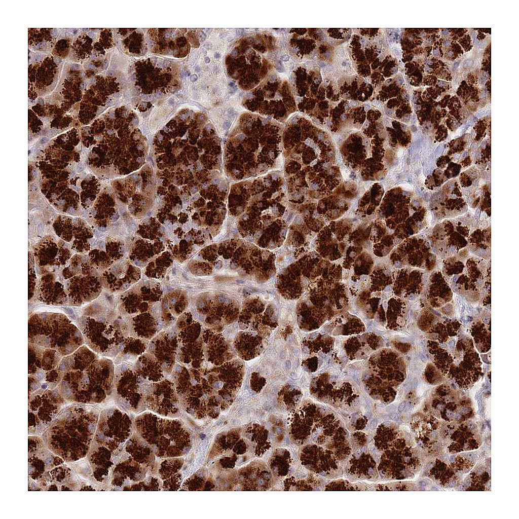 Atlas Antibodies Anti-ATP5G2 Antibody