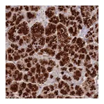 Atlas Antibodies Anti-ATP5G2 Antibody
