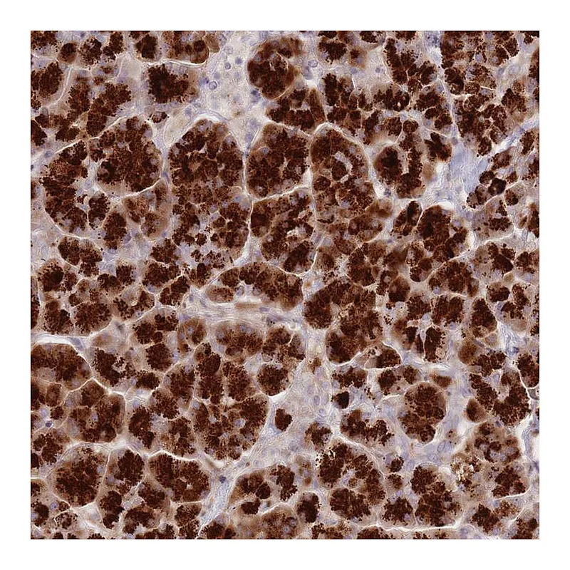 Atlas Antibodies Anti-ATP5G2 Antibody