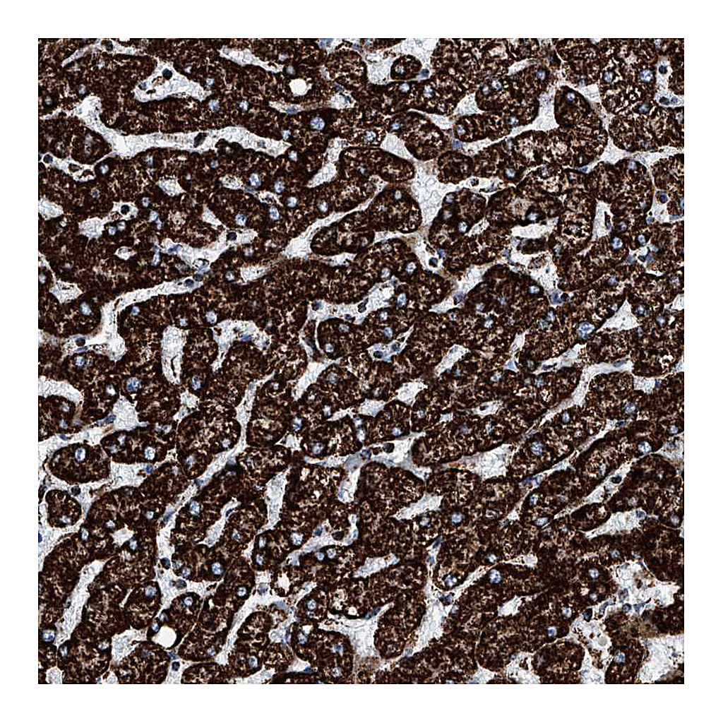 Atlas Antibodies Anti-ATP5J Antibody
