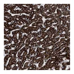 Atlas Antibodies Anti-ATP5J Antibody