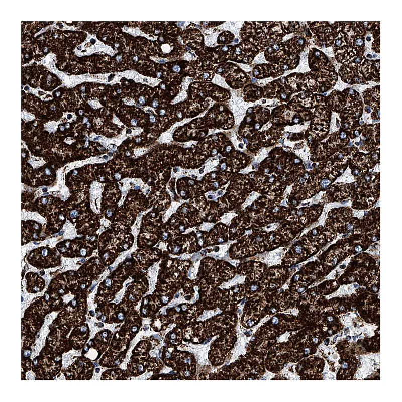 Atlas Antibodies Anti-ATP5J Antibody