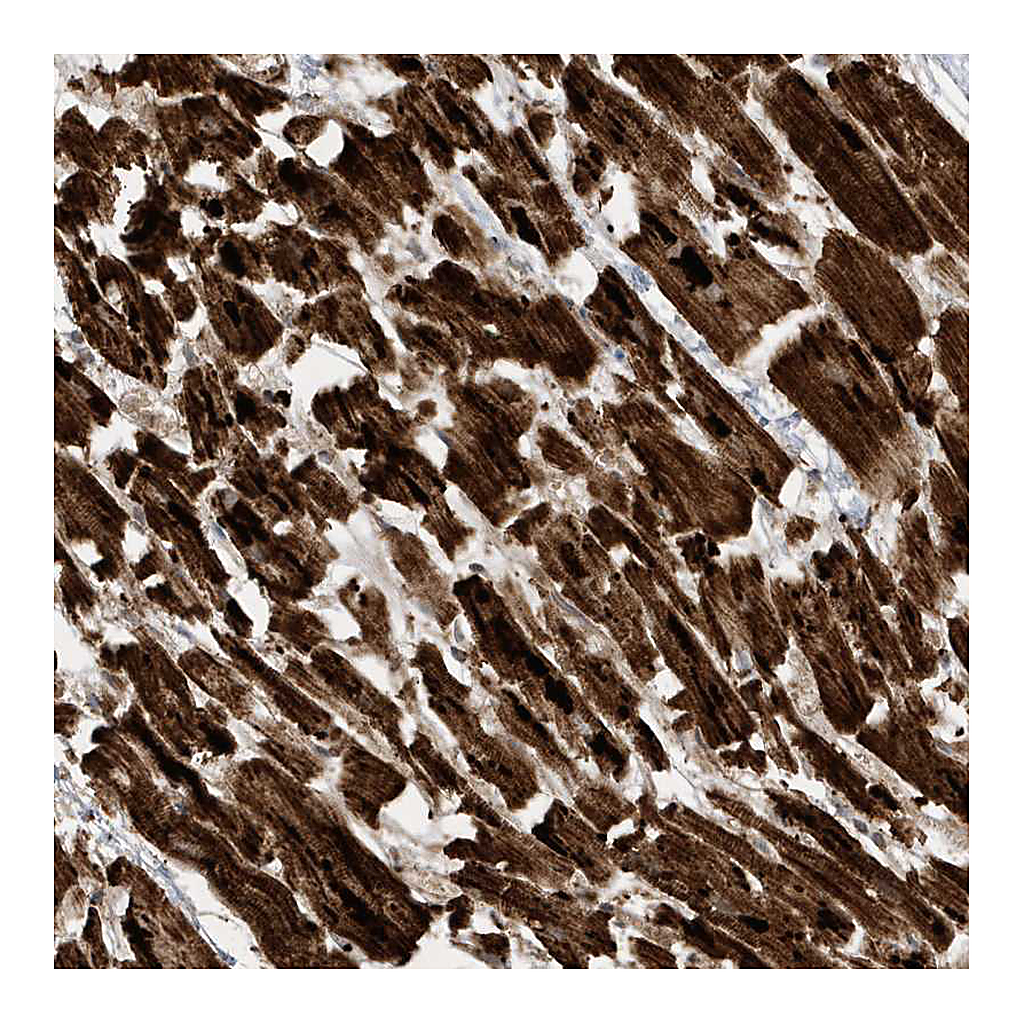 Atlas Antibodies Anti-ATP5I Antibody