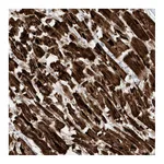 Atlas Antibodies Anti-ATP5I Antibody