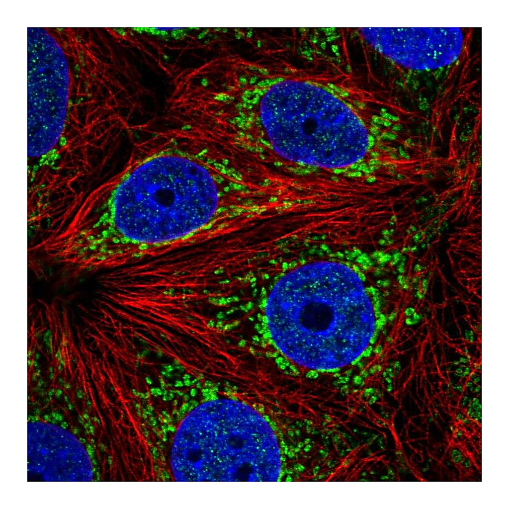 Atlas Antibodies Anti-ATP5J2 Antibody