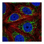 Atlas Antibodies Anti-ATP5J2 Antibody