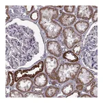 Atlas Antibodies Anti-ATP5J2 Antibody