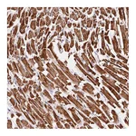 Atlas Antibodies Anti-ATP5O Antibody