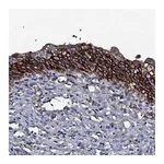Atlas Antibodies Anti-ATP5SL Antibody