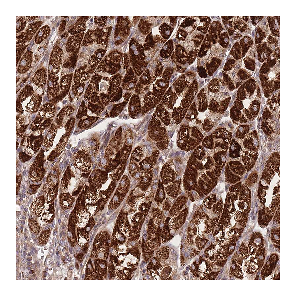 Atlas Antibodies Anti-ATP5L Antibody