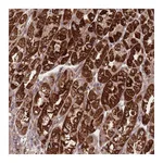Atlas Antibodies Anti-ATP5L Antibody