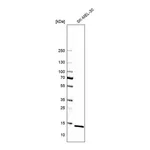 Atlas Antibodies Anti-ATP6V1G1 Antibody